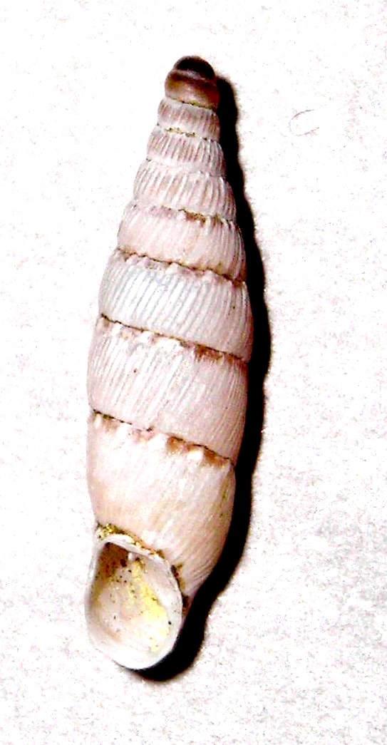 Clausilidae